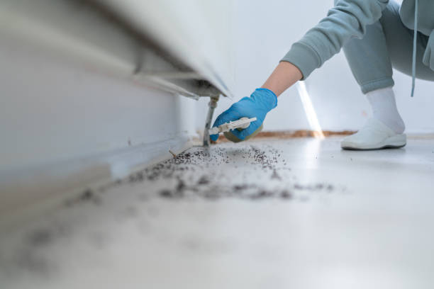 Best Rat Extermination Near Me  in Montrose Ghent, OH
