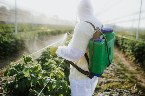 Best Wasp Removal Services  in Montrose Ghent, OH